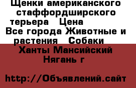 Щенки американского стаффордширского терьера › Цена ­ 20 000 - Все города Животные и растения » Собаки   . Ханты-Мансийский,Нягань г.